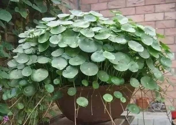 看好了, 就是这五种花! 越浇越爆盆, 一缺水马上就蔫了, 你家有吗