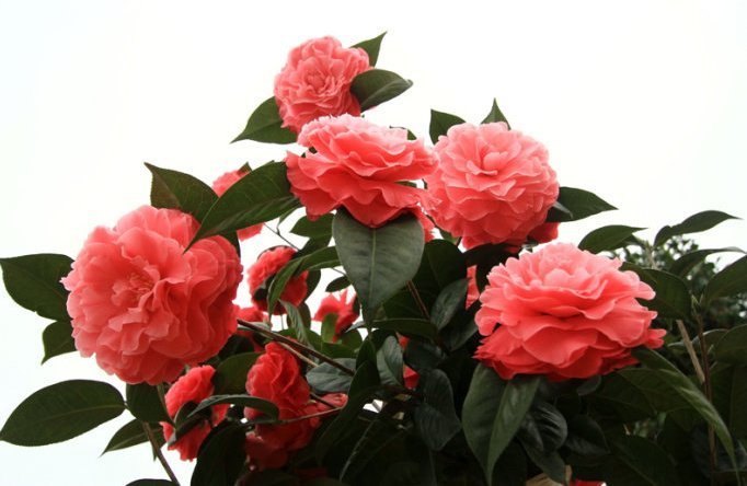 这花，兼具牡丹之形，茶花之香，生存能力强，抗寒耐旱，价值高