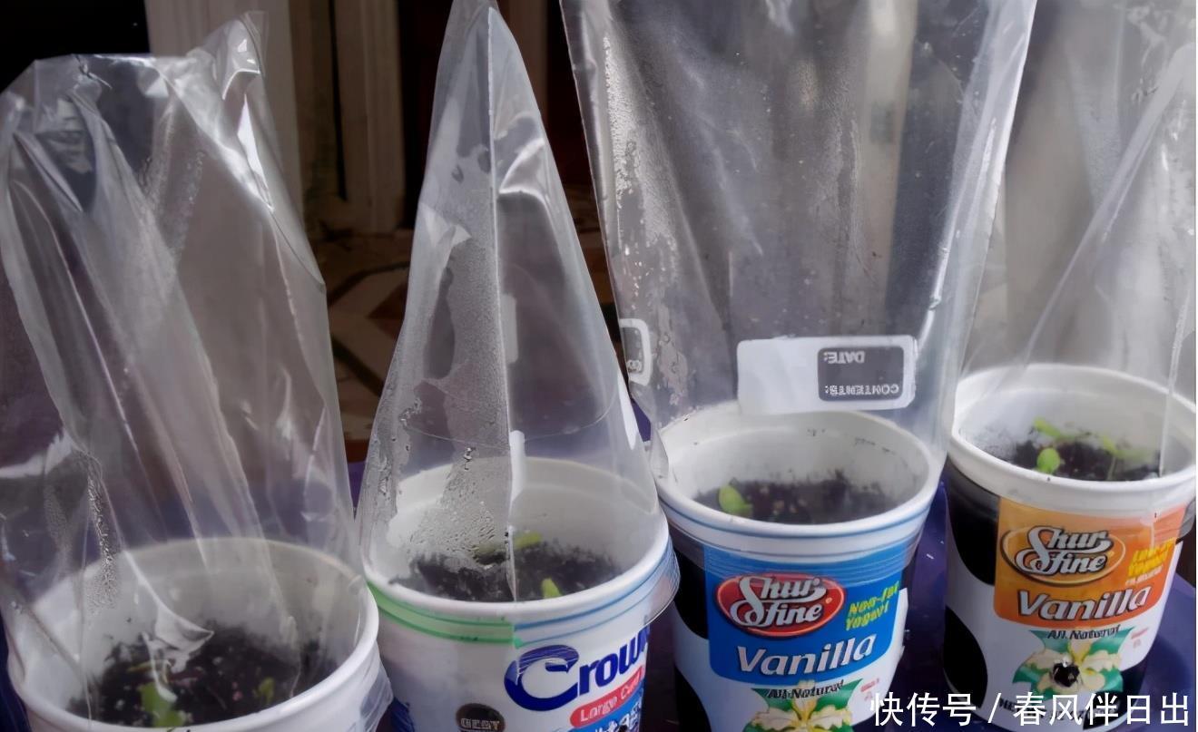 塑料袋作为生活垃圾，养花却堪称“全能”，用法多样