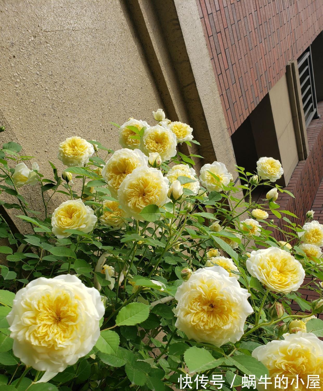 藤本月季|又美又香的花，花量大，多季开花，可做花墙，阳台也能种