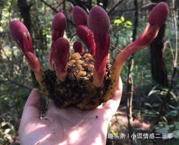 钟馗|此物长于深山中,俗称“钟馗判官笔”,长相难看,但异常珍贵