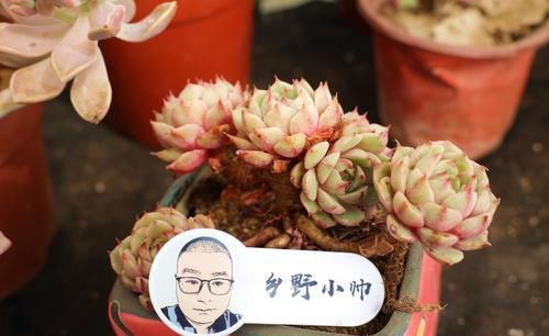 春天到了，小帅教你这样养多肉，才能让你的多肉这么可爱