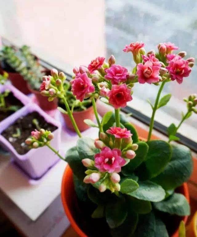 6种花“很吉祥”,建议养在卧室客厅,好看好养,还可当年宵花