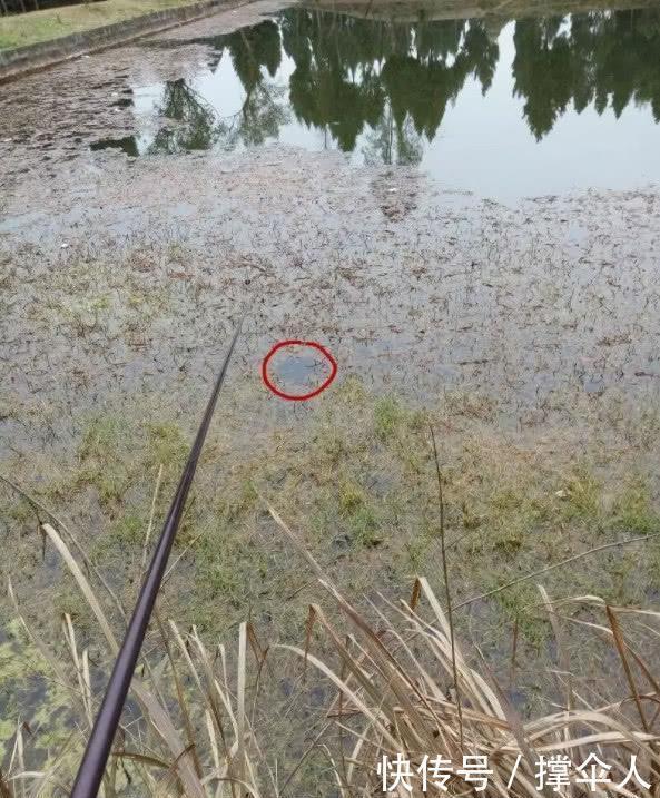 技巧|冬天如何钓好草洞?三个技巧让你渔获倍增---皇禾钓具