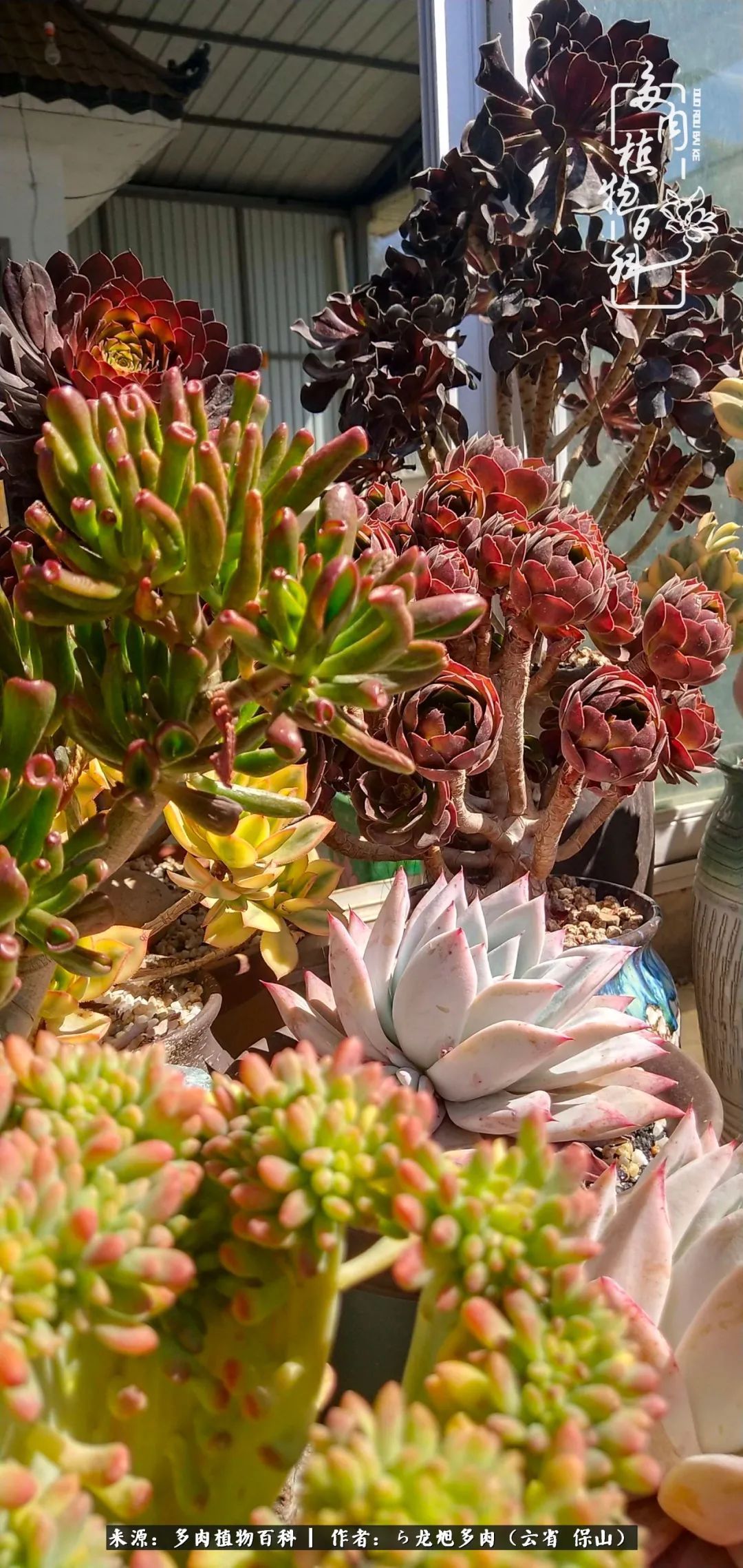 叶片|美了，美了！当秋天的风吹向你我的多肉！