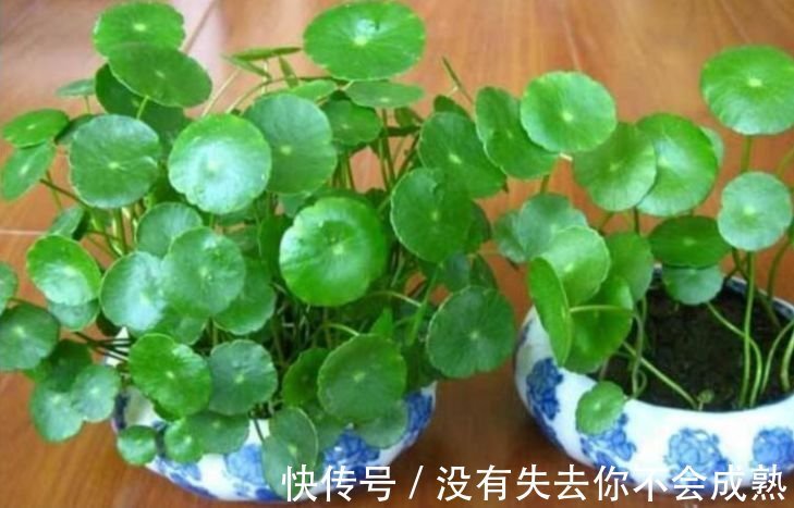 聪明人都养4种花,镇宅旺财添富贵,缓解眼部疲劳,还防辐射!