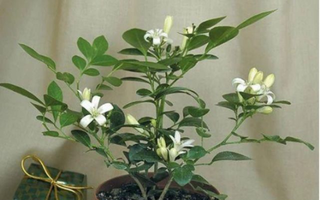 3种“花”快入盆,一插就活,7天生白根,开花不断,家里飘满香