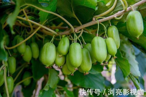 生根|阳台别只养花,种一棵果树,落土就生根,果子香甜可口!