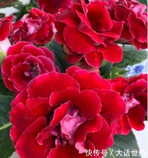 4种花漂亮又好养,比牡丹好看,放阳台,开爆一整年!