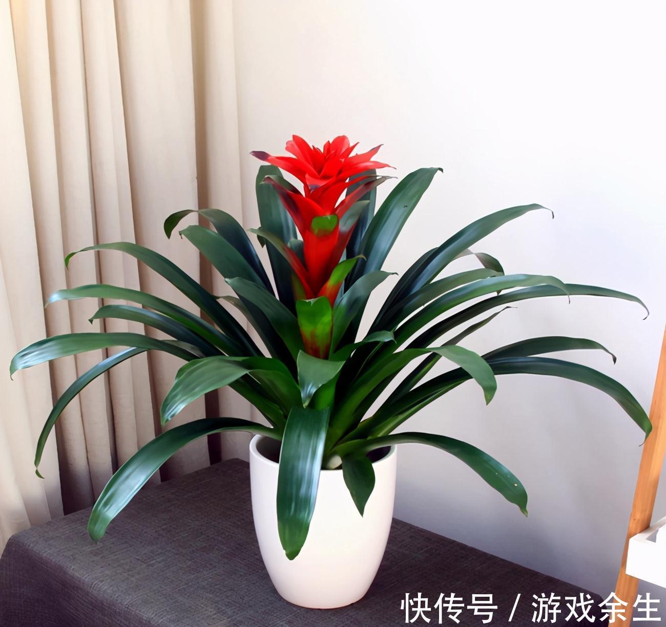 6种“吉利花”不要晒太阳,放在阴凉处,才能长得棒,富贵又旺家