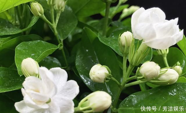 茉莉花都养不活快学3个“小技巧”,生长开花不间断,满屋飘香