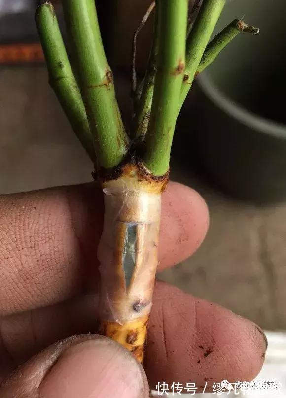 月季养成树，开花一团团，轻松开成大花球，阳台也能养得好！