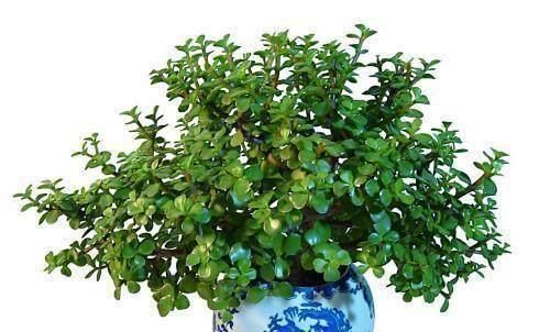 生长速度|养一盆金枝玉叶,一剪一扎,轻轻松松,变成值钱的“盆景”