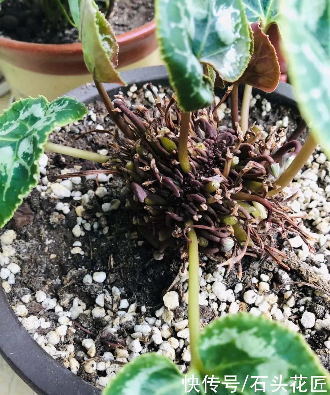 冬天养仙客来，容易遇到“3个问题”，用1分钟就能解决