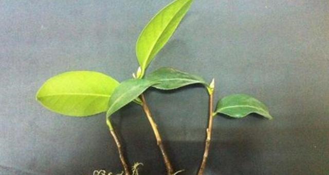 扦插的5个错误操作，不是难生根，是你做错了，扦插其实很简单