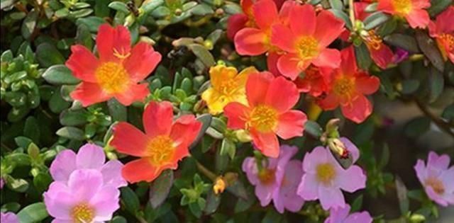 花期|4种普通的花草,适合庭院种植,播种一次,年年都能开花