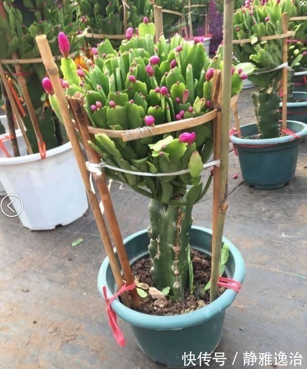 蟹爪兰|嫁接蟹爪兰选对了时间,就等于成功了一半