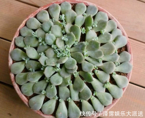 旺盛|多肉白牡丹如何叶插教你3个小步骤，叶插后快速生根长势更旺盛