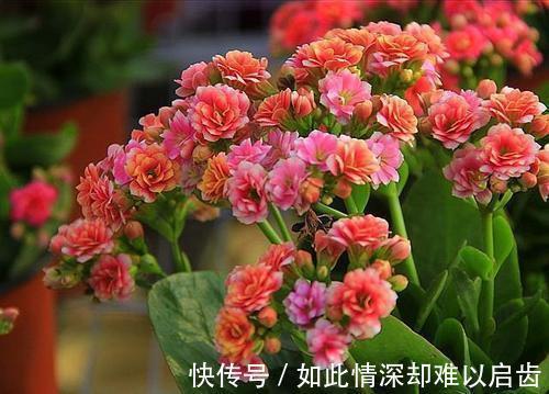 夏天养长寿花有3忌,做好了不黄叶不烂根,开花长势旺,安全度夏