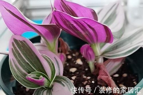 彩叶凤梨|养花试试这几款,叶片上的天然纹饰,可美化环境,清新养眼又健康