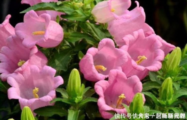 风铃草风铃草|4种花特适合养阳台,美的出奇,花量大花期长,给点水就疯长!