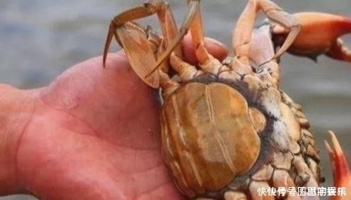 种螃蟹|它被誉为“蟹中之王”,比大闸蟹鲜,比帝王蟹贵,却没有几人知道