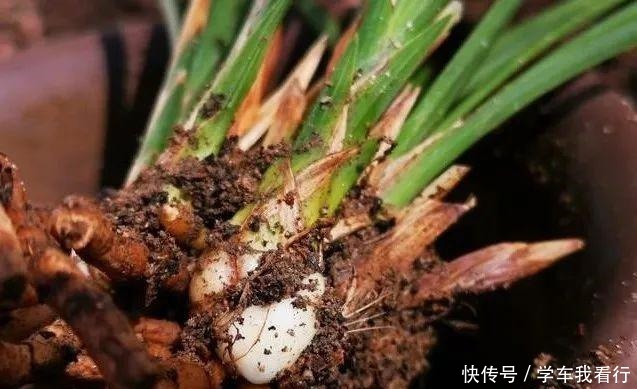 治疗兰花茎腐病，不要再浇药水，根本没有效果！