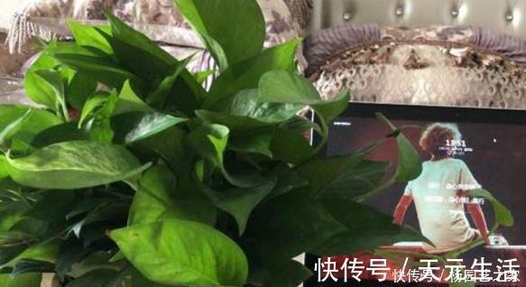 家里养绿萝，有4个地方不要随意摆放，并非迷信，有科学依据