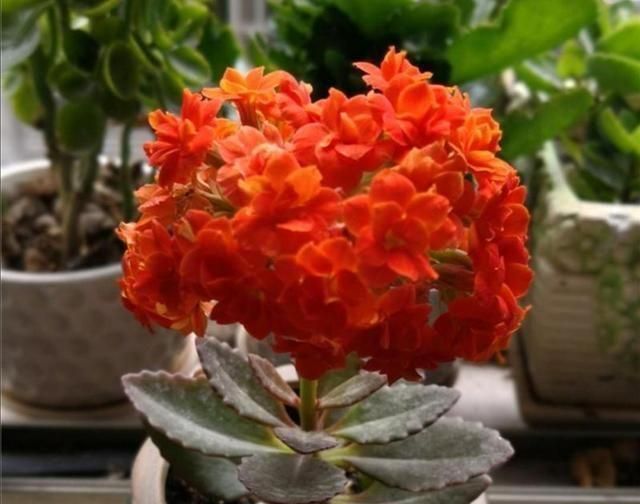 红花花|九月，养花就选这6种，开花美好养活！