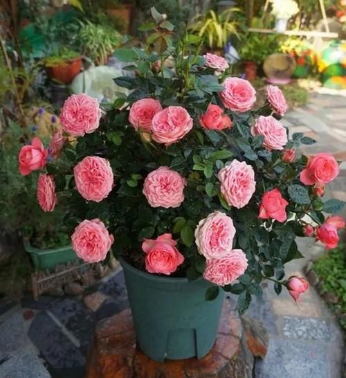 月季发芽后，新叶泛黄怎么办？3个原因，1个解决办法！