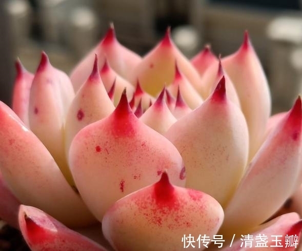 养多肉就像修炼一样,即便是普通的水蜜桃,也能绽放光彩