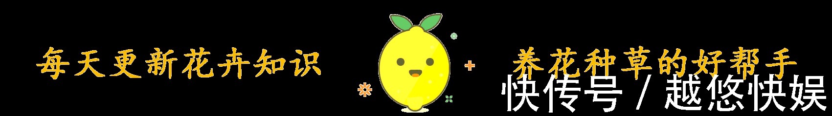 多肉好养却难养爆盆,掌握这几个“技巧”,养爆盆不困难