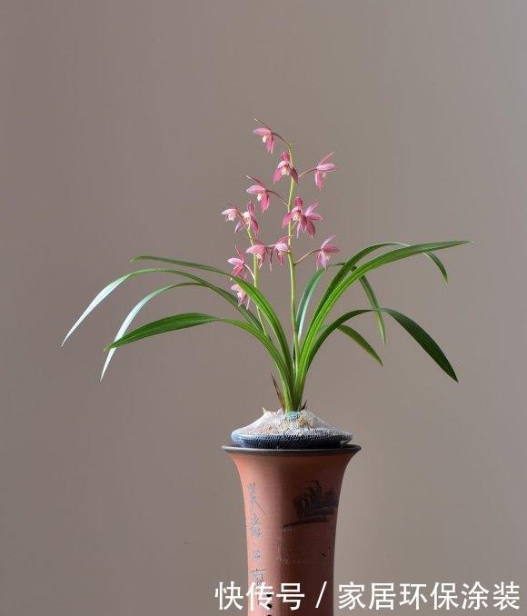 6种“冷艳”花,就爱寒冬开,越冷越娇艳,雍容又华丽