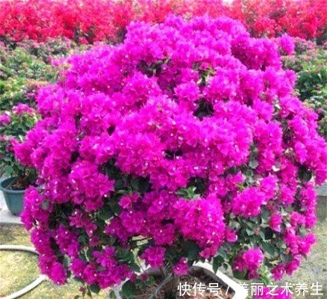 三角梅|想让三角梅爆炸式开花,夏天多做4件事,花朵多得压弯枝头!