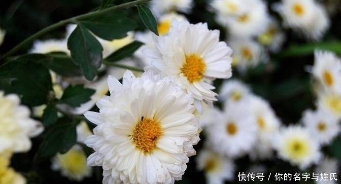 小蛮腰|菊花和此物一起泡，等于跑了500米，排出黑臭宿便，早看早受益