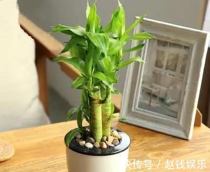 甲醛|家里什么植物都可以不养,唯独这4种花万万要摆,身体越住越健康