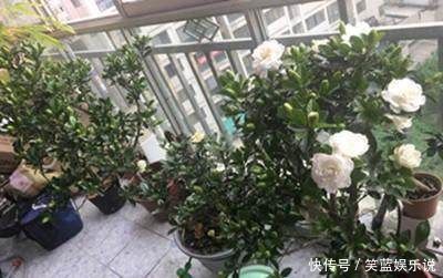 叶面|想要栀子花根壮叶绿，花开百朵，每天给它喝点这个，想不开花都难