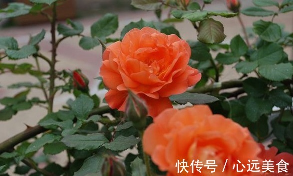 花簇|想轻松爆盆就养这款花,花开满园,颜色艳丽,满满都是香味,完美