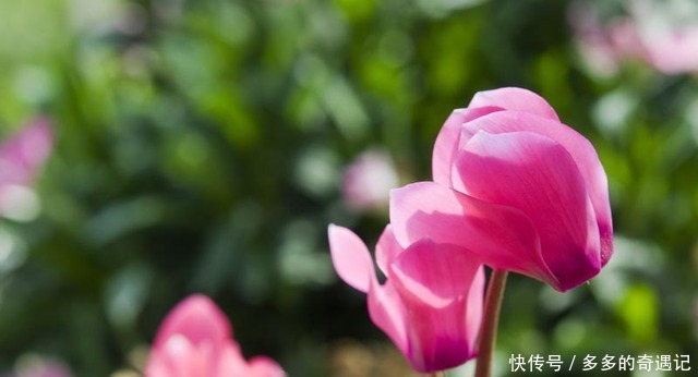 栀子花|老花农逛花市时,这五种花可不会购买,你看看你家有没有!