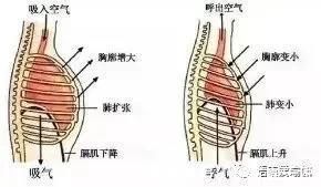 ii|呼吸是瑜伽的灵魂，教你更深入的了解腹式呼吸，让练习更有效