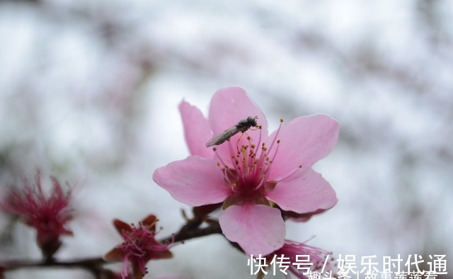 桃运|7天过后，旧爱悸动，桃运不断，未停蹄，和好如初，得偿所愿