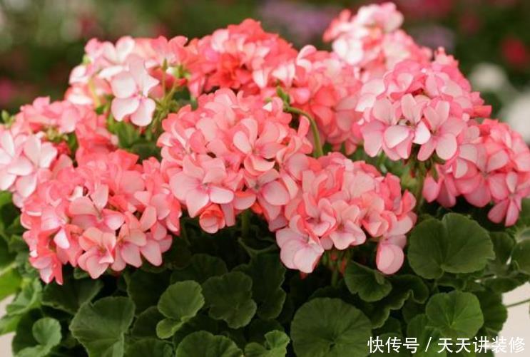 9种花开花植物,促花不能使用磷酸二氢钾,因为容易黄叶和僵苗