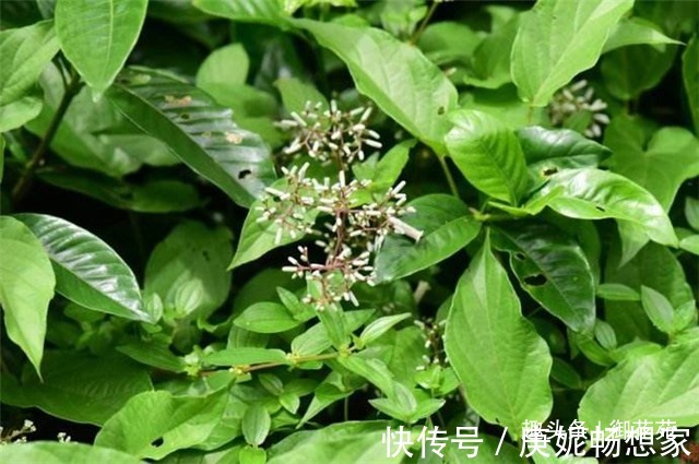 臭藤|農村這個臭藤，葉子帶雞屎味兒，炒菜卻很好吃