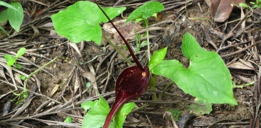 痈疖肿毒|山里遇见这种植物,是您福分,请记住它,当下极为珍贵