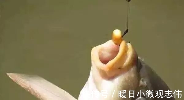 玉米粒|夏天不管是钓草鱼还是钓鲤鱼,玉米这样用,渔获至少多三条