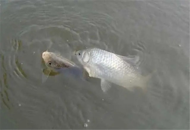 冬季钓鱼的几个坑,不少人还在踩,想要有个好渔获,最好能避开