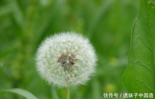 一味蒲公英,治病大功效!