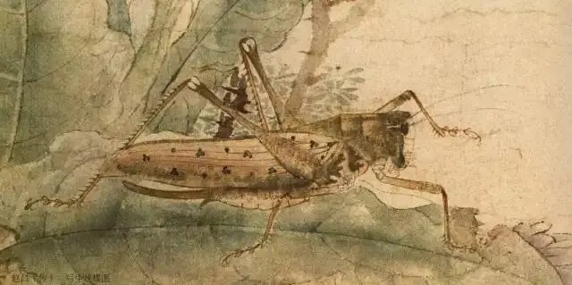 蝈蝈$国画技法图典——草虫篇:蝗虫 蚂蚱 蝈蝈 螽斯 螳螂 蟋蟀