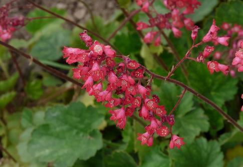 5种不怕冷的花，零下30度开花，有院子的，种起来