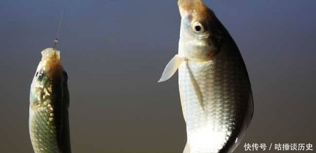 野钓鲫鱼时，一旦遇到这3种情况，老钓友第一反应：马上调整